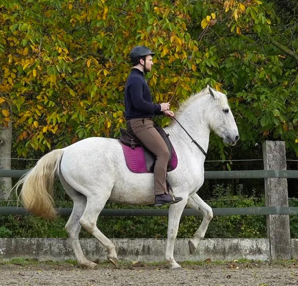 Bart Hartogsveld Klassieke dressuur op neckrope