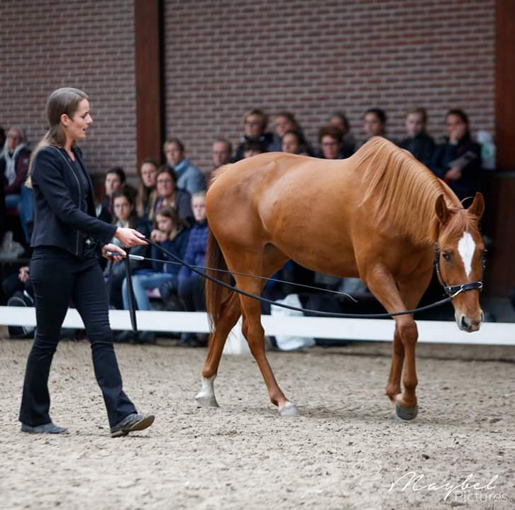 Celine van der Stroom academische rijkunst grondwerk gymnastiseren