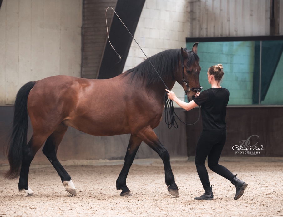 Celine van der Stroom