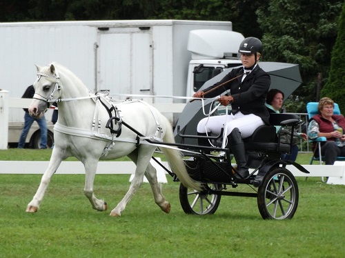 Daantje Bos bitloos mennen welshpony