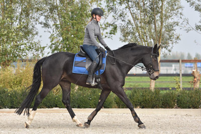 Equicare plus 4dimension dressage alexandra