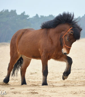 Intrinzen Nederland Jorien Marieke Selma pantherwalk
