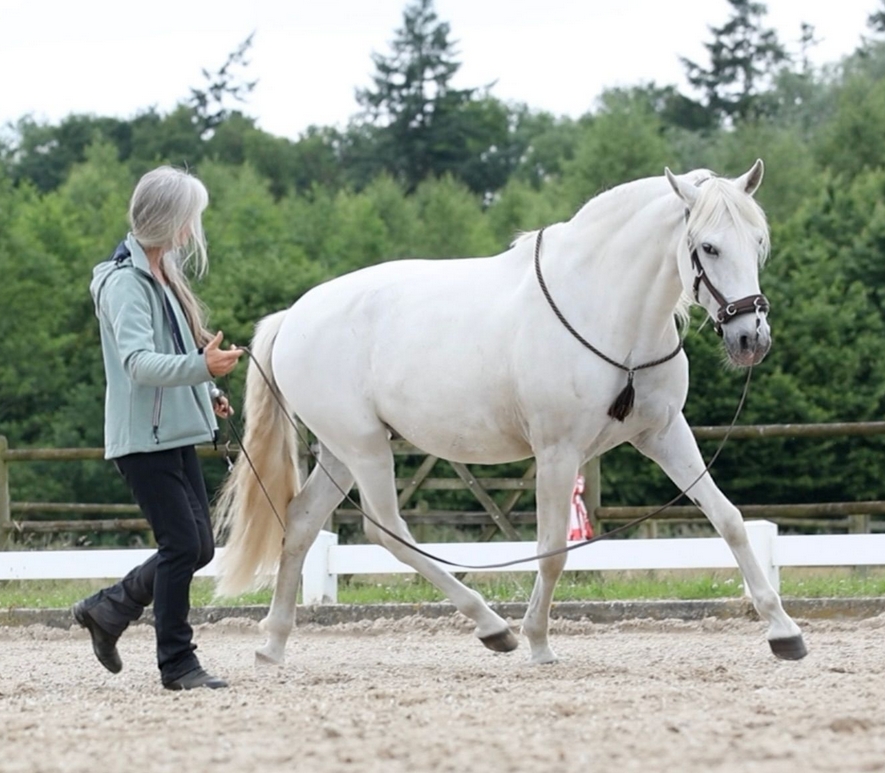 Lucie Klaassen True Connection Horsetraining
