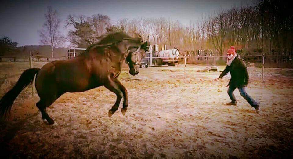 Marijke Groos EquiDay