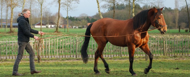 Wout Overbeeke paard aan de lange teugels